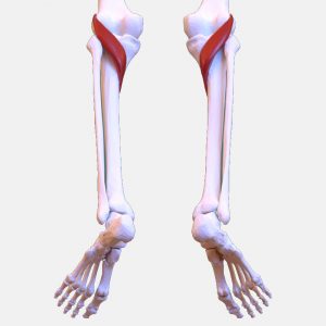 popliteal tendonitis and strain